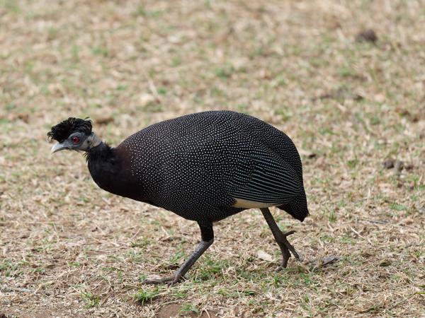 Crested guineafowl (Guttera pucherani)